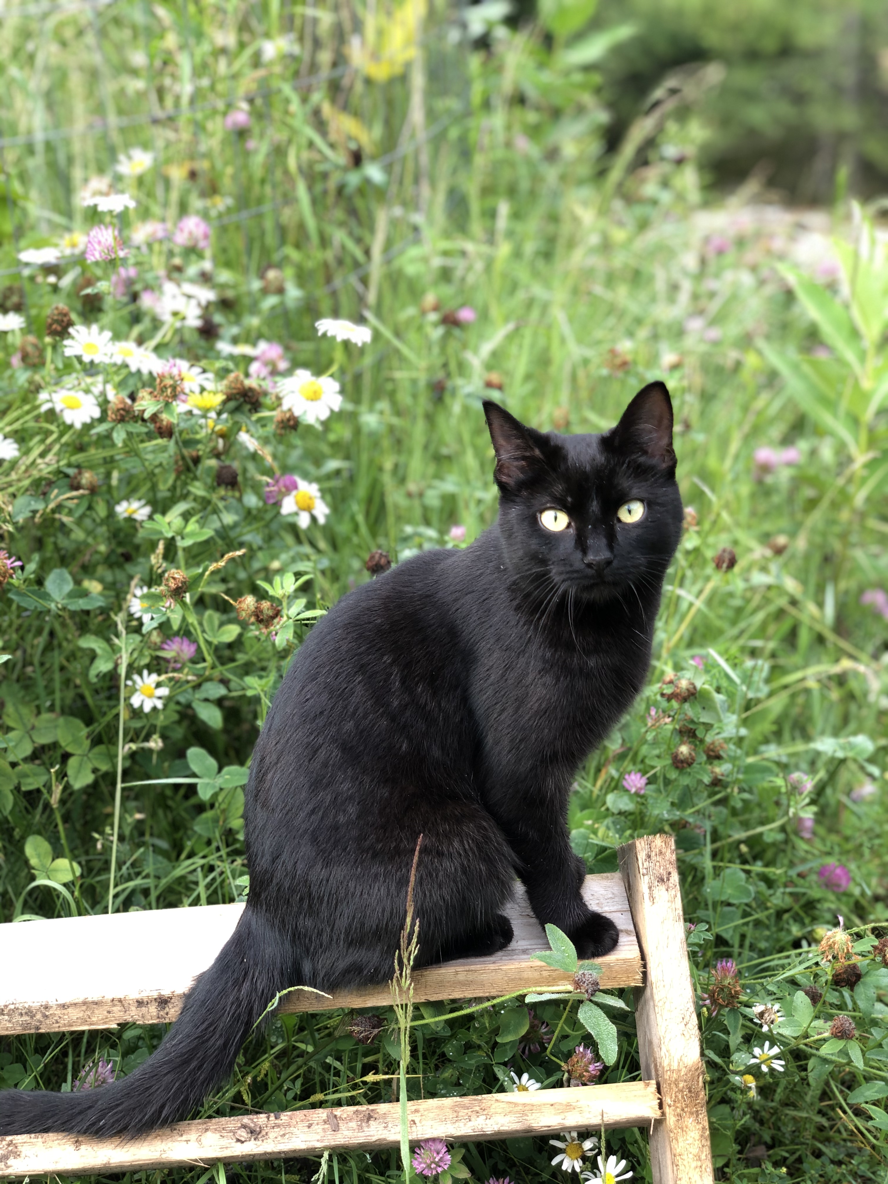 Image shows a 1 year old back cat named Kitten Little.